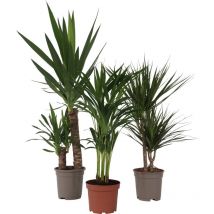 Plant In A Box - Mélange de Palmiers d'intérieur - Set de 3 - H70-90cm - 17cm