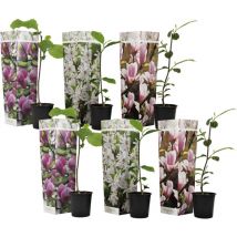 Plant In A Box - Arbre à tulipes - Set de 6 - Magnolia - Hauteur 25-40cm - 9cm