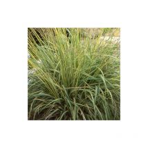 Molinie bleue caerulea Variegata | Conditionnement: Lot de 5 godets