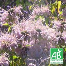 Monarde fistuleuse BIO/Lot de 3 godets - Rose
