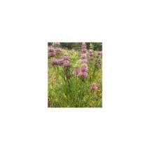 Monarde Rose / Pourpre - 1g