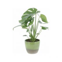 Monstera Deliciosa con Vaso in Ceramica Flora - h 45-55 cm Vaso da Coltura ø 14 cm