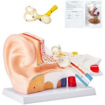 Mophorn Human Ear Anatomy Model, 3 Parts 5 Times Enlarged Human Ear Model Displaying Outer, Middle, Inner Ear with Base, Professional PVC Anatomical