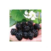 Mora More senza spine 'Rubus fruticosus' frutti di bosco pianta in vaso con canna 1 metro
