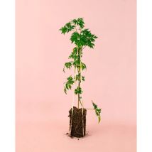 Moras Negras Arbusto Frutal Planta Natural Exterior Pur Plant