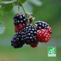 Mûrier Sans Épines 'Black Satin' bio