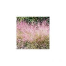 Muhlenbergia Capillaris - 3 Godets