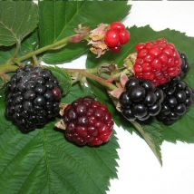 Mûre Triple Crown/Pot de 3L