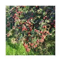 Mûre 'Géante des jardins' - rubus fruticosus 3L - 90/120cm