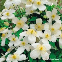 Clématite des montagnes (Clematis montana 'Grandiflora')
