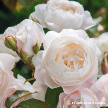 Rosier 'Desdemona' (Rosa 'Desdemona' )