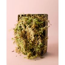 Pur Plant - Musgo Sphagnum para Plantas o Terrario 100g