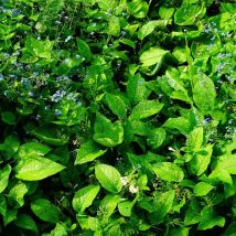 Myosotis de Sibérie | Conditionnement: Lot de 5 godets
