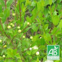 Myrte commun BIO | Conditionnement: Lot de 9 godets