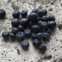 Myrtille Patriot/Pot de 5L