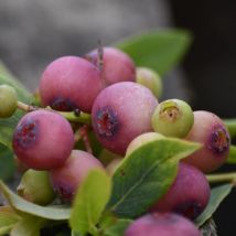 Myrtille Pink Lemonade/Pot de 5L