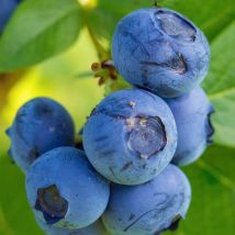 Myrtillier 'Blue Crop'