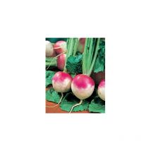 Navet de nancy - 10 g - graines