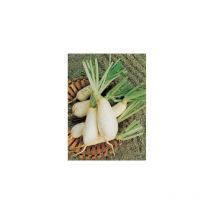 Navet des vertus marteau - 10 g - Graines