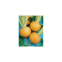 Navet jaune boule d or - 5 g - Graines