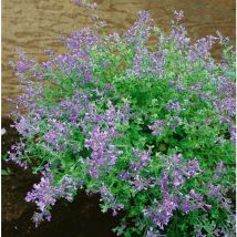 Nepeta x faassenii 'Kit Cat' p 0,5
