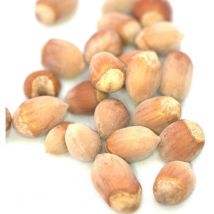 Noisetier Longue D'Espagne/Pot de 2L