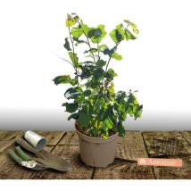 Noisetier Longue D'Espagne/Pot de 5L