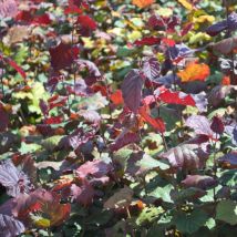 Noisetier Maxima Purpurea/Pot de 5L