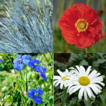 Thompson&morgan - Nurserymans Choice Wildflower Seed 10 Packets