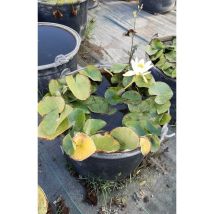 Nymphaea Gialla D35 – Pianta acquatica – Altezza massima 3 m – Fiori gialli – Giardino e piscine