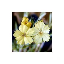 Plantes Avenue - illet de Knapp | Conditionnement: Lot de 9 godets