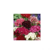 Oeillet de poete - graines de fleurs