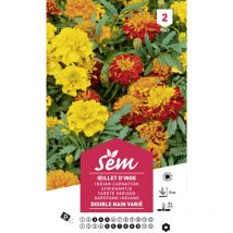 Oeillet d'inde double nain varié