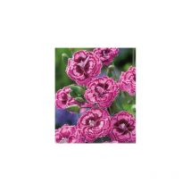 Oeillet moulin rouge plante VIVACE-3 GODETS-plante