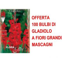 Offerta 100 bulbi primaverili di gladiolo a fiori grandi mascagni bulbo bulbes bulbs
