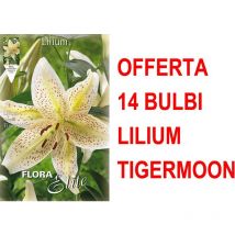 Offerta 14 bulbi lilium oriental tigermoon bulbs