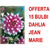 Offerta 15 bulbi dahlia decorative jean marie bulbs
