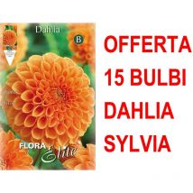 Offerta 15 bulbi primaverili dahlia ball sylvia bulbs bulbes