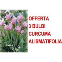 Offerta 3 bulbi curcuma alismatifolia bulbs bulbes