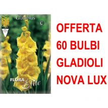 Offerta 60 bulbi gladioli a fiori grandi nova lux bulbs