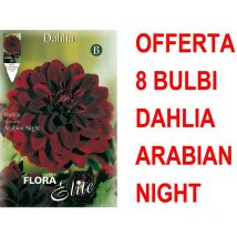 Offerta 8 bulbi dahlia decorative arabian night bulbs