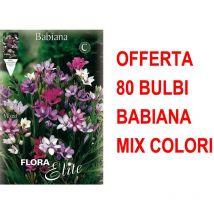 Offerta 80 Bulbi Babiana In Mix Di Colori Bulbs
