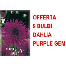 Offerta 9 bulbi dahlia cactus purple gem bulbs