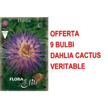 Offerta 9 bulbi primaverili di dahlia cactus veritable bulbo bulbs bulbes