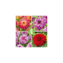 Offre dahlias decoratifs - 4 bulbes - dahlias