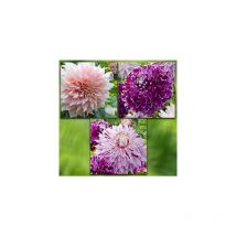 OFFRE DAHLIAS GEANTS - 3 BULBES - dahlia
