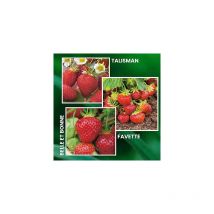 Fabre Graines - offre speciale fraisiers anciens - 30 plants - fruitier