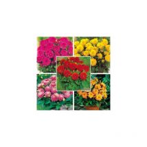 Collection dahlias gallery - 5 bulbes -
