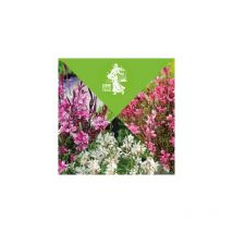 Offre speciale gauras - 6 godets - plante vivace