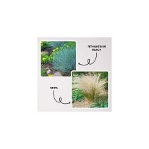 Offre speciale graminees - 6 godets - plante vivace